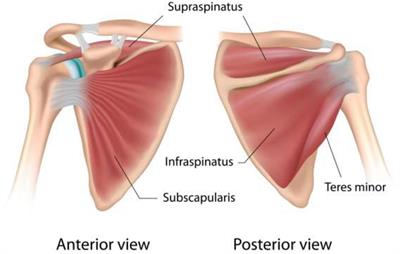 Current Biological Strategies to Enhance Surgical Treatment for Rotator Cuff Repair